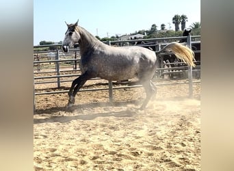 PRE, Yegua, 3 años, 164 cm, Tordo picazo