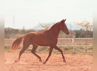 PRE, Yegua, 3 años, 165 cm, Alazán