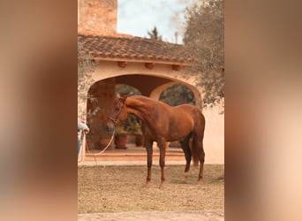 PRE, Yegua, 3 años, 165 cm, Alazán