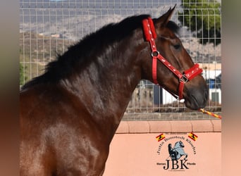 PRE, Yegua, 3 años, 165 cm, Castaño