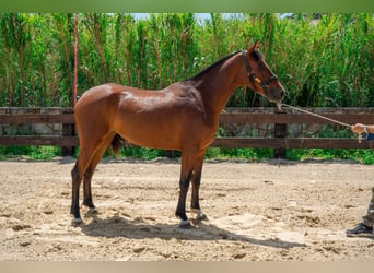 PRE, Yegua, 3 años, 165 cm, Castaño