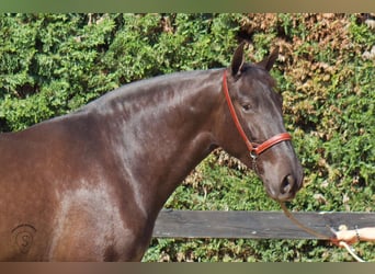 PRE Mestizo, Yegua, 3 años, 165 cm, Negro