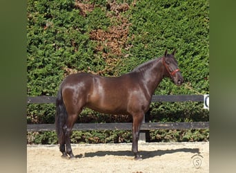 PRE Mestizo, Yegua, 3 años, 165 cm, Negro