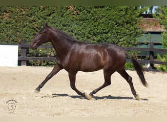 PRE Mestizo, Yegua, 3 años, 165 cm, Negro