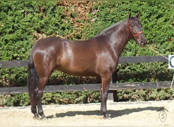 PRE Mestizo, Yegua, 3 años, 165 cm, Negro