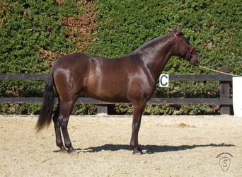 PRE Mestizo, Yegua, 3 años, 165 cm, Negro