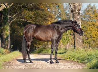 PRE Mestizo, Yegua, 3 años, 165 cm, Negro