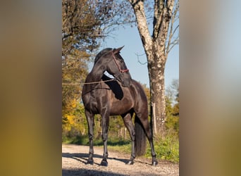 PRE Mestizo, Yegua, 3 años, 165 cm, Negro