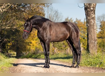 PRE Mestizo, Yegua, 3 años, 165 cm, Negro