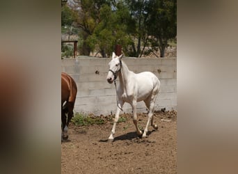 PRE Mestizo, Yegua, 3 años, 165 cm, Perlino