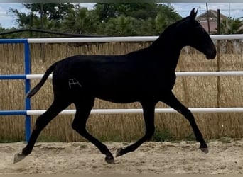 PRE, Yegua, 3 años, 165 cm, Tordo