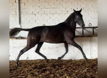PRE, Yegua, 3 años, 165 cm, Tordo