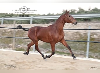 PRE, Yegua, 3 años, 166 cm, Castaño claro