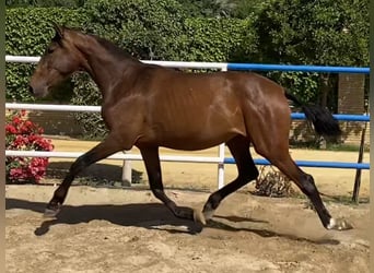 PRE, Yegua, 3 años, 166 cm, Castaño oscuro