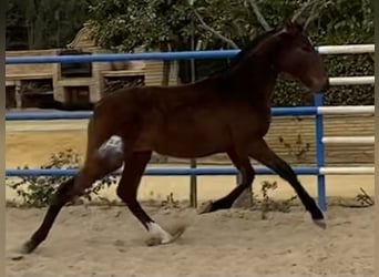 PRE, Yegua, 3 años, 166 cm, Castaño oscuro