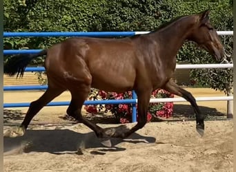 PRE, Yegua, 3 años, 166 cm, Castaño oscuro