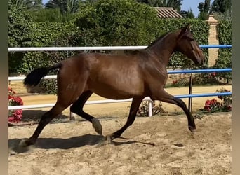 PRE, Yegua, 3 años, 166 cm, Castaño oscuro