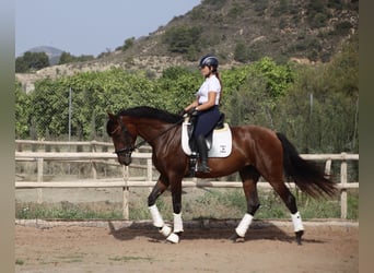 PRE, Yegua, 3 años, 167 cm, Castaño