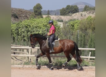 PRE, Yegua, 3 años, 167 cm, Castaño