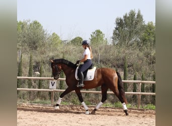 PRE, Yegua, 3 años, 167 cm, Castaño