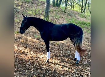 PRE Mestizo, Yegua, 3 años, 167 cm, Tordo