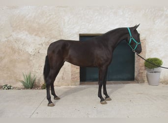 PRE Mestizo, Yegua, 3 años, 168 cm