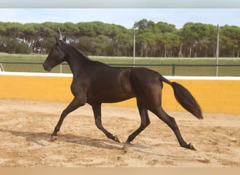 PRE Mestizo, Yegua, 3 años, 168 cm