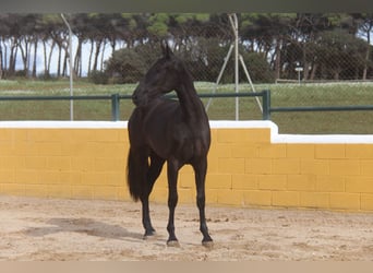 PRE Mestizo, Yegua, 3 años, 168 cm