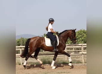 PRE Mestizo, Yegua, 3 años, 168 cm, Castaño