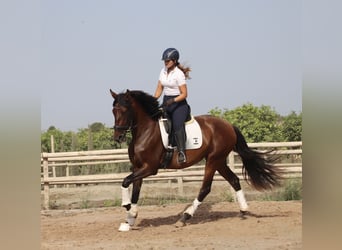 PRE Mestizo, Yegua, 3 años, 168 cm, Castaño