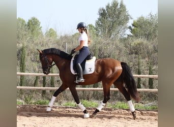 PRE Mestizo, Yegua, 3 años, 168 cm, Castaño