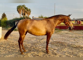 PRE Mestizo, Yegua, 3 años, 170 cm, Bayo