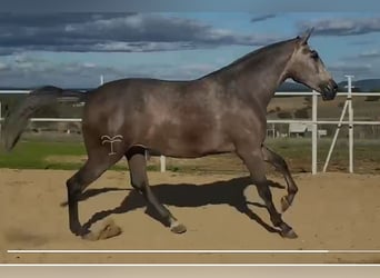 PRE, Yegua, 3 años, 175 cm, Tordo picazo