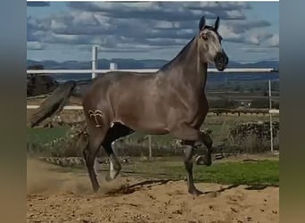 PRE, Yegua, 3 años, 177 cm, Tordo picazo