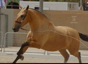 PRE Mestizo, Yegua, 3 años, Bayo