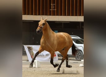 PRE Mestizo, Yegua, 3 años, Bayo