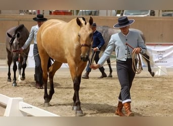 PRE Mestizo, Yegua, 3 años, Bayo