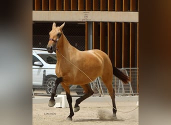 PRE Mestizo, Yegua, 3 años, Bayo