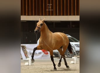 PRE Mestizo, Yegua, 3 años, Bayo