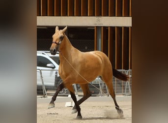 PRE Mestizo, Yegua, 3 años, Bayo