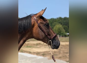 PRE Mestizo, Yegua, 3 años