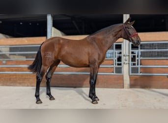 PRE Mestizo, Yegua, 3 años