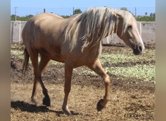 PRE, Yegua, 3 años, Palomino