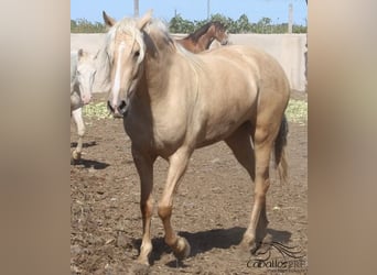 PRE, Yegua, 3 años, Palomino