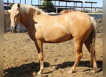 PRE, Yegua, 3 años, Palomino