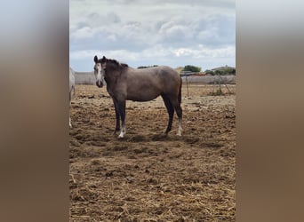 PRE, Yegua, 3 años, Tordo rodado