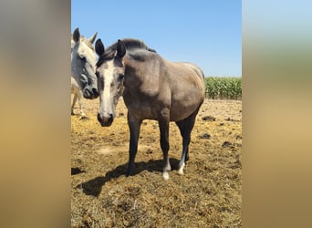 PRE, Yegua, 3 años, Tordo rodado