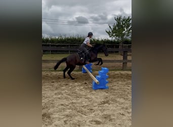 PRE, Yegua, 4 años, 153 cm, Negro