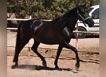 PRE, Yegua, 4 años, 153 cm, Negro