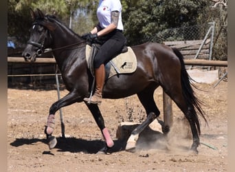 PRE, Yegua, 4 años, 153 cm, Negro